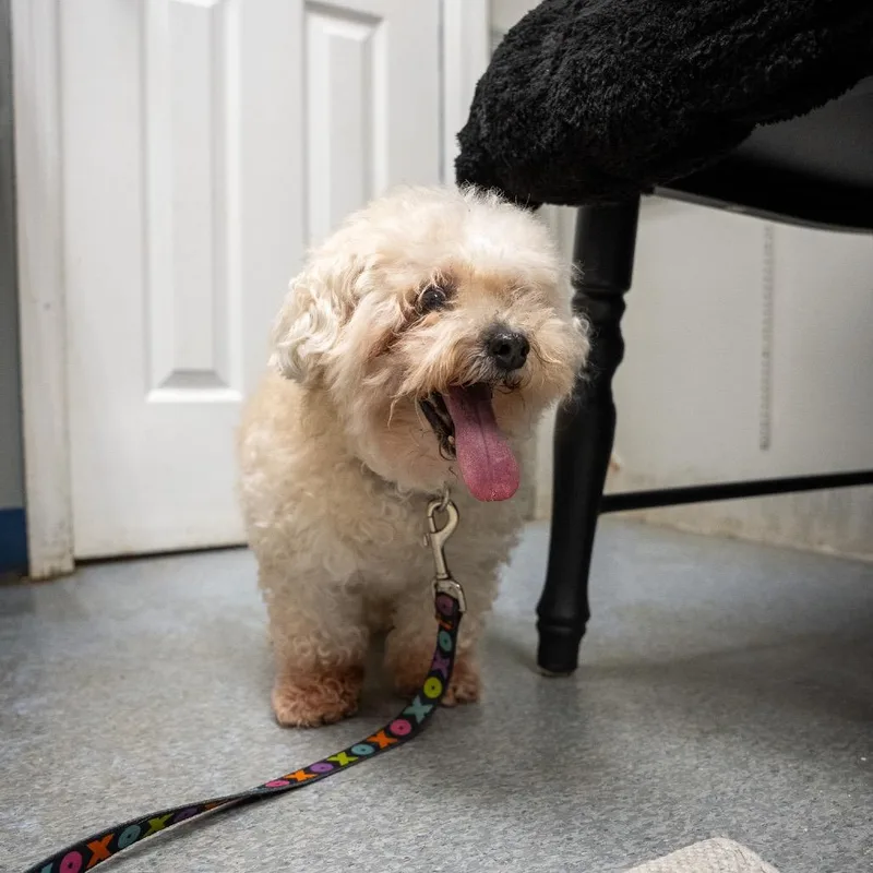 A senior small-sized female Miniature Poodle dog named Hope for adoption in Pawling, NY