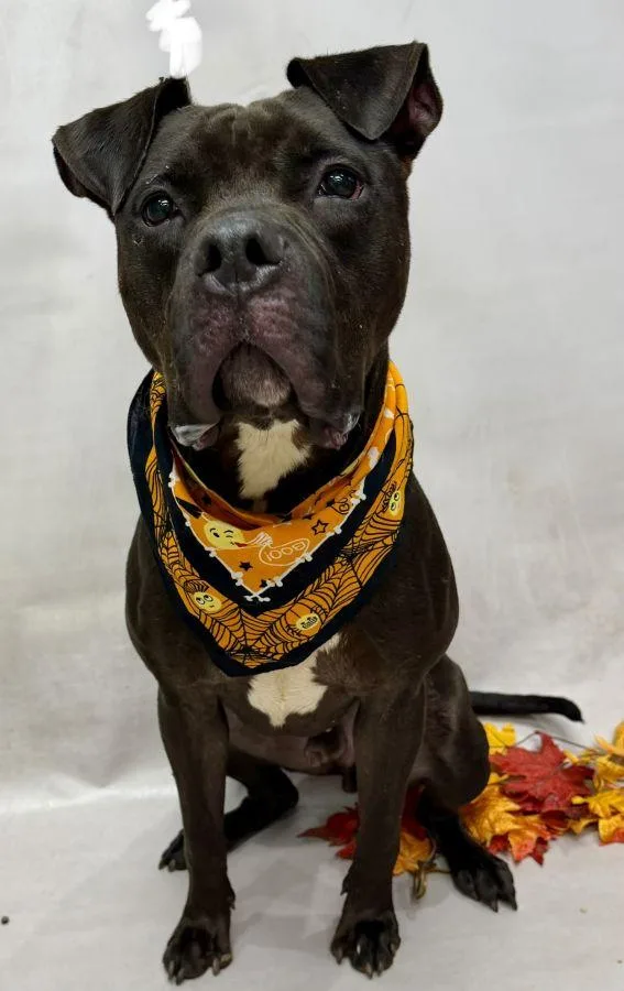 A young medium-sized male Black Bullmastiff dog named Crash for adoption in Sanford, FL