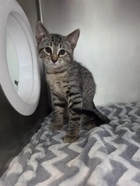 A baby small-sized male Domestic Short Hair cat named Morningstar for adoption in Fort Walton Beach, FL