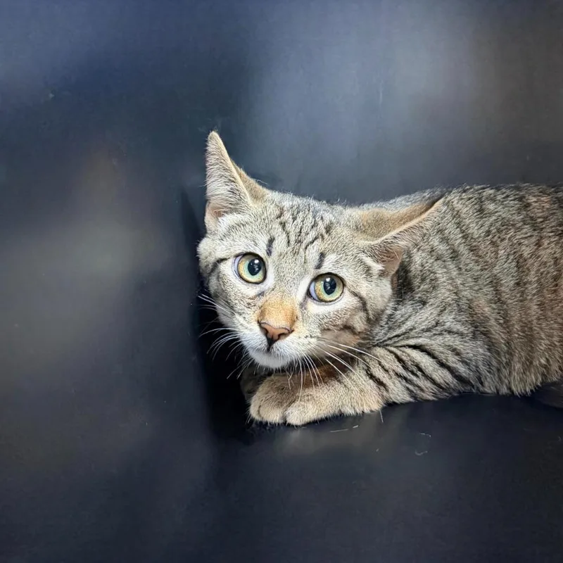 A baby small-sized female Domestic Short Hair cat named Phony for adoption in State College, PA