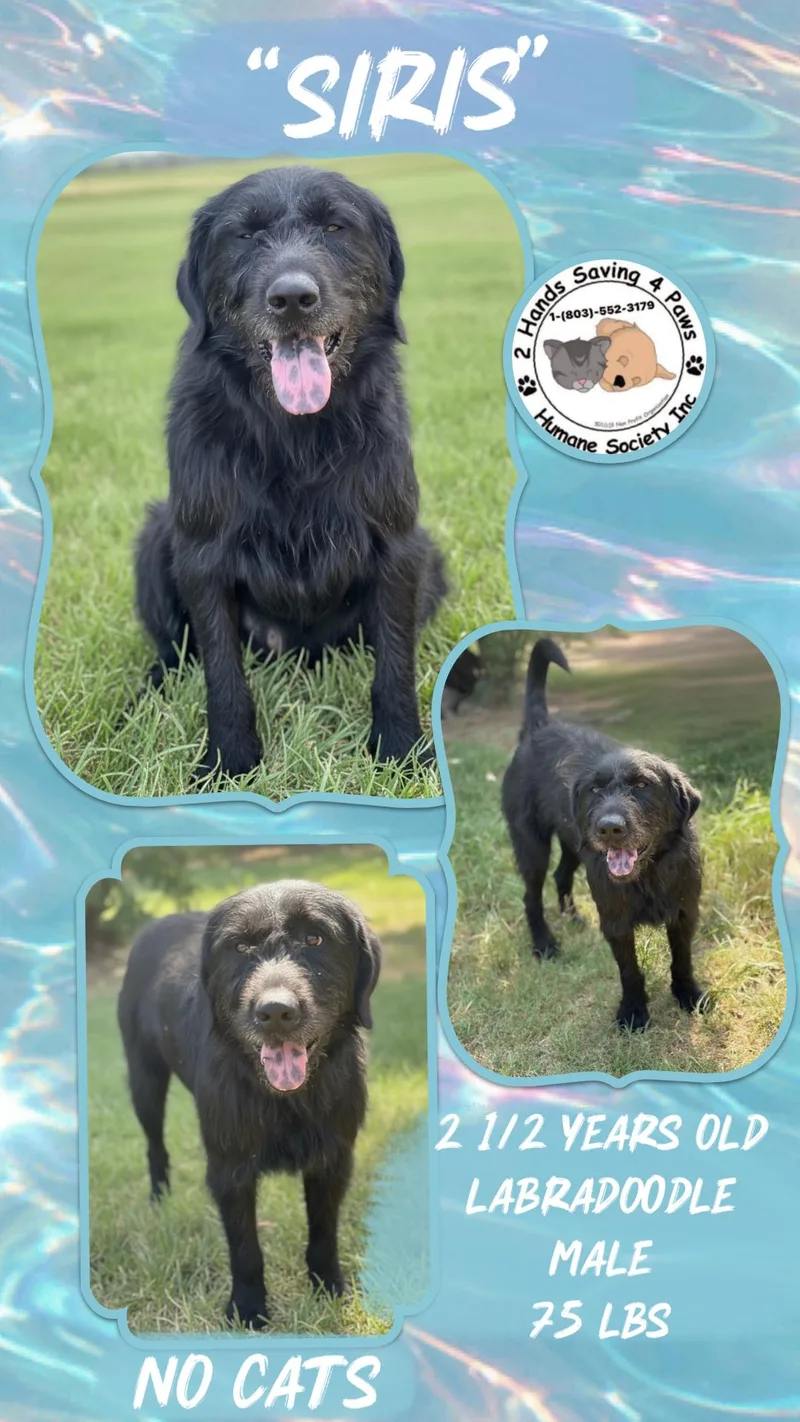An adult large-sized male Black Labradoodle dog named Siris for adoption in Thomson , GA