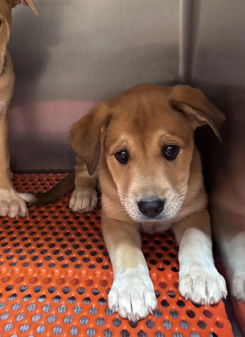 A baby medium-sized female Yellow / Tan / Blond / Fawn Boxer dog named Zendaya for adoption in Watertown, CT