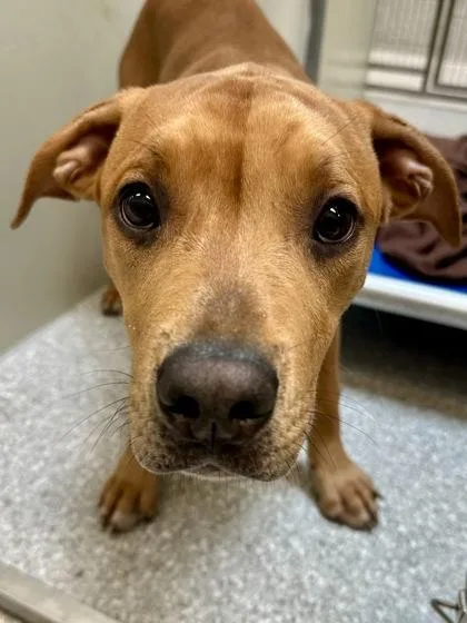 A baby medium-sized female Mixed Breed dog named Charlotte for adoption in Wichita, KS