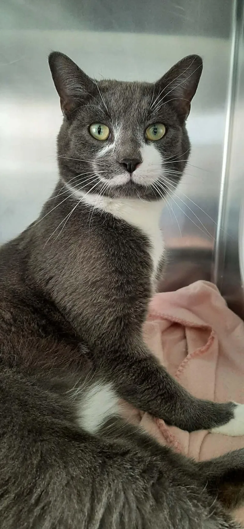A young medium-sized male Gray / Blue / Silver Domestic Short Hair cat named Baxter for adoption in Georgetown, OH