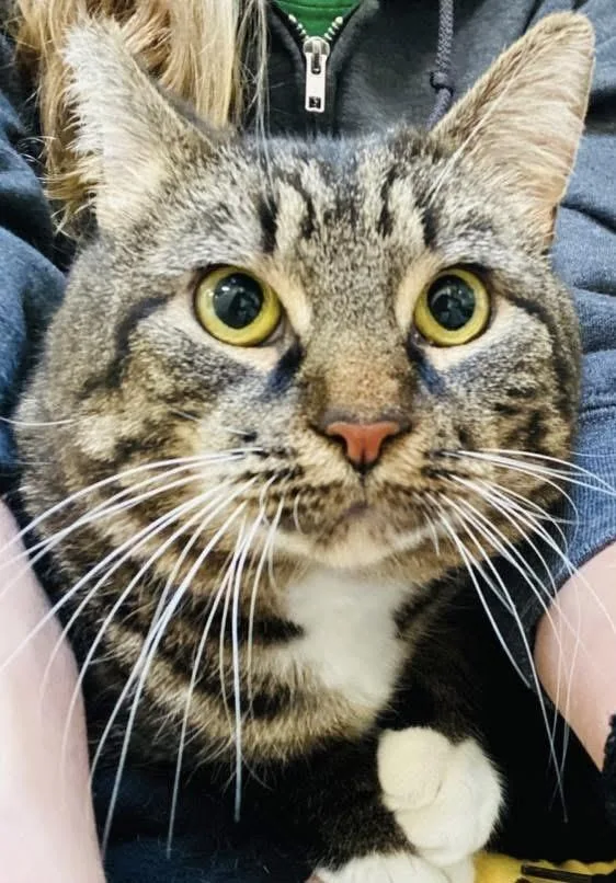 An adult large-sized male Domestic Short Hair cat named Sneakers for adoption in Beacon, NY