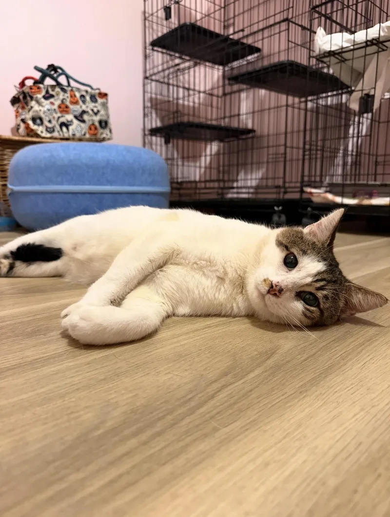 An adult large-sized male Domestic Short Hair cat named Pringles for adoption in Chickasaw, AL