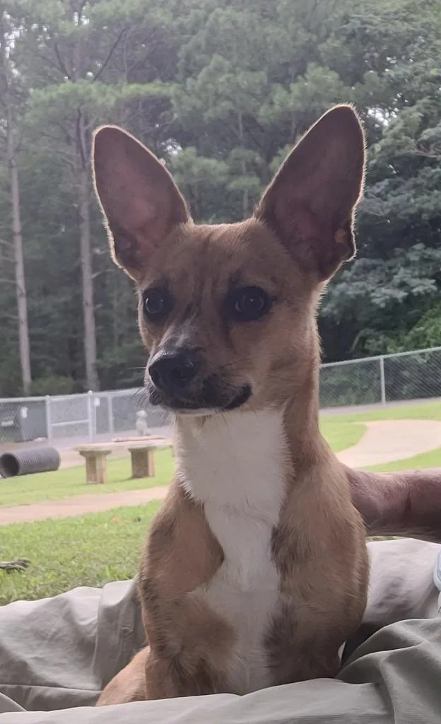 A baby large-sized male Chihuahua dog named Yoder for adoption in Lawrenceburg, TN
