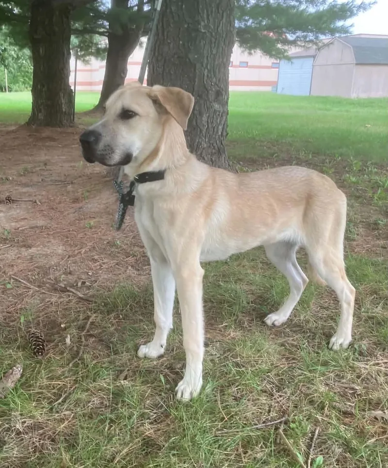 A young medium-sized female Yellow / Tan / Blond / Fawn Labrador Retriever dog named Stephanie for adoption in Springfield, IL