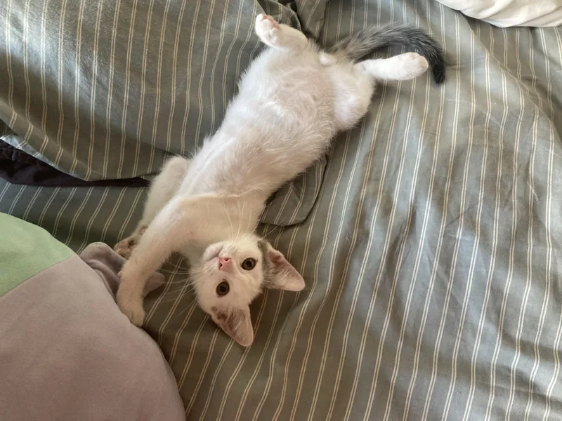 A baby small-sized male White Turkish Van cat named Dipper for adoption in Orange, CA
