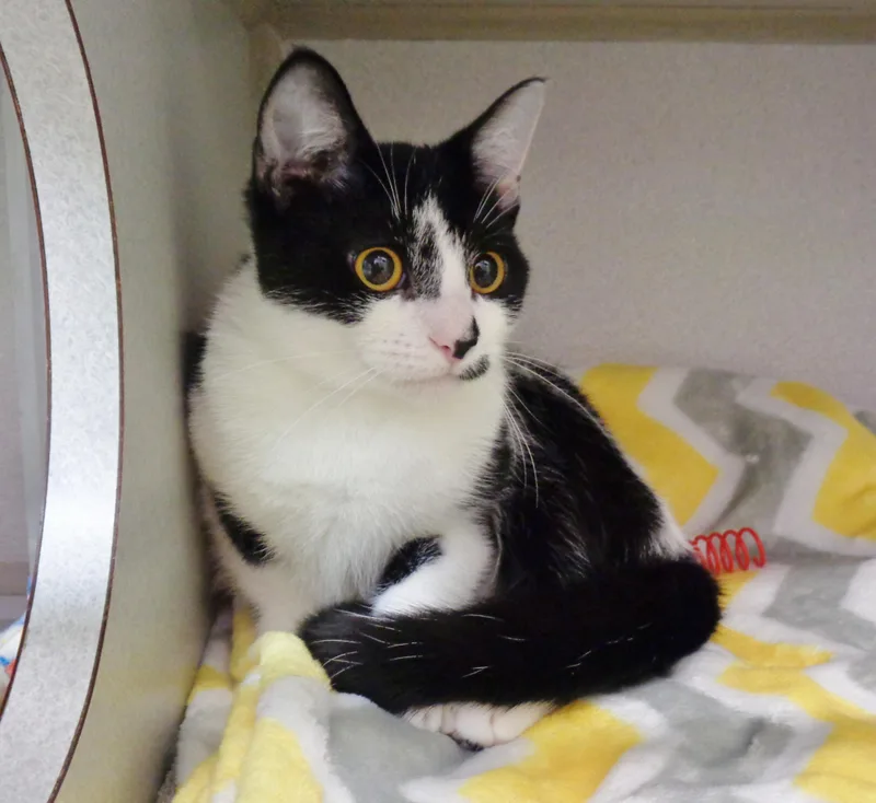 A baby small-sized female Black & White / Tuxedo Domestic Short Hair cat named Rosemary for adoption in Delhi, NY