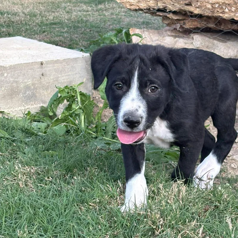 A baby medium-sized male Black Labrador Retriever dog named Sawyer for adoption in San Antonio, TX