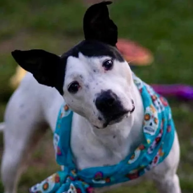 Esmeralda thumbnail 6