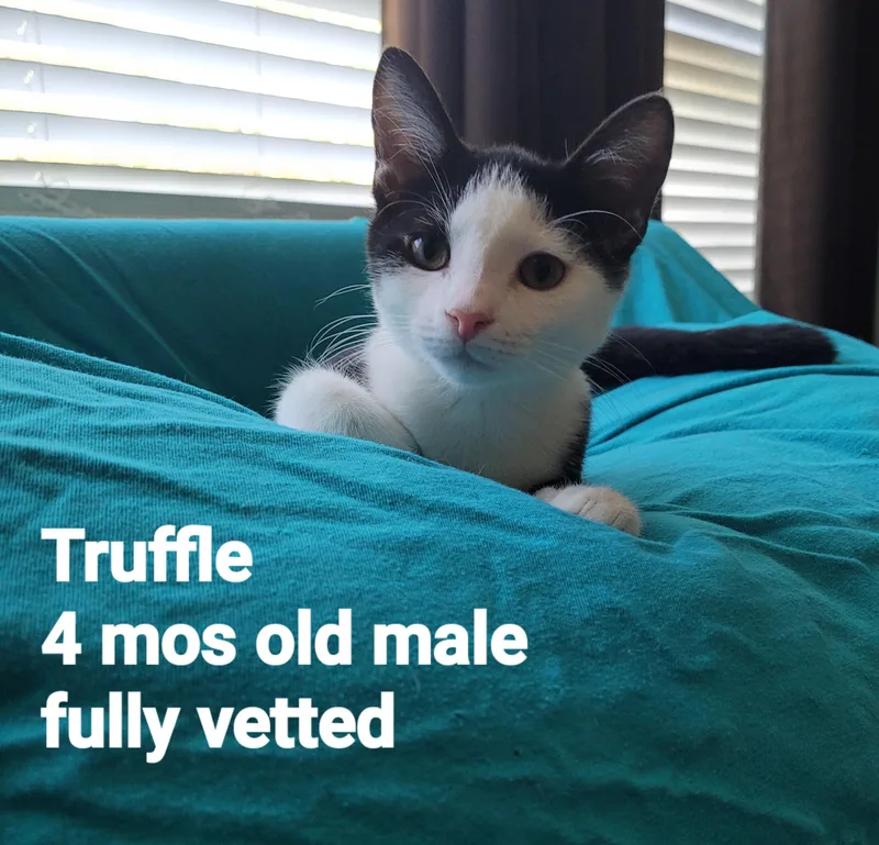 A young small-sized male American Shorthair cat named Truffle for adoption in Mount Pleasant, SC