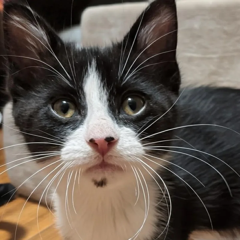 A baby medium-sized male Black & White / Tuxedo Domestic Short Hair cat named Liam Best Friends for adoption in West Jefferson, OH