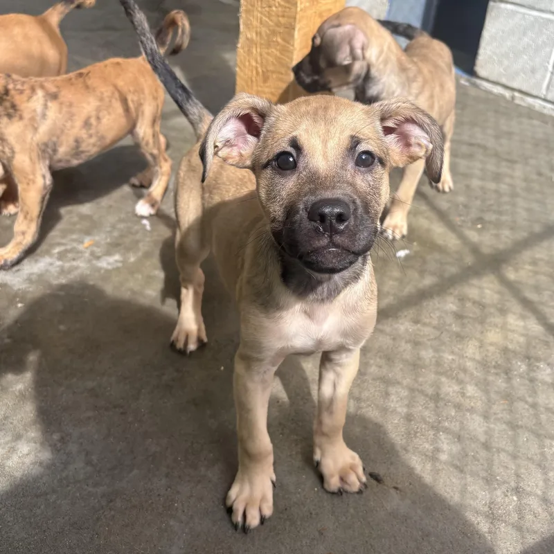 A baby small-sized male Brown / Chocolate Mixed Breed dog named Rascal  Radar  for adoption in Waynesburg, PA