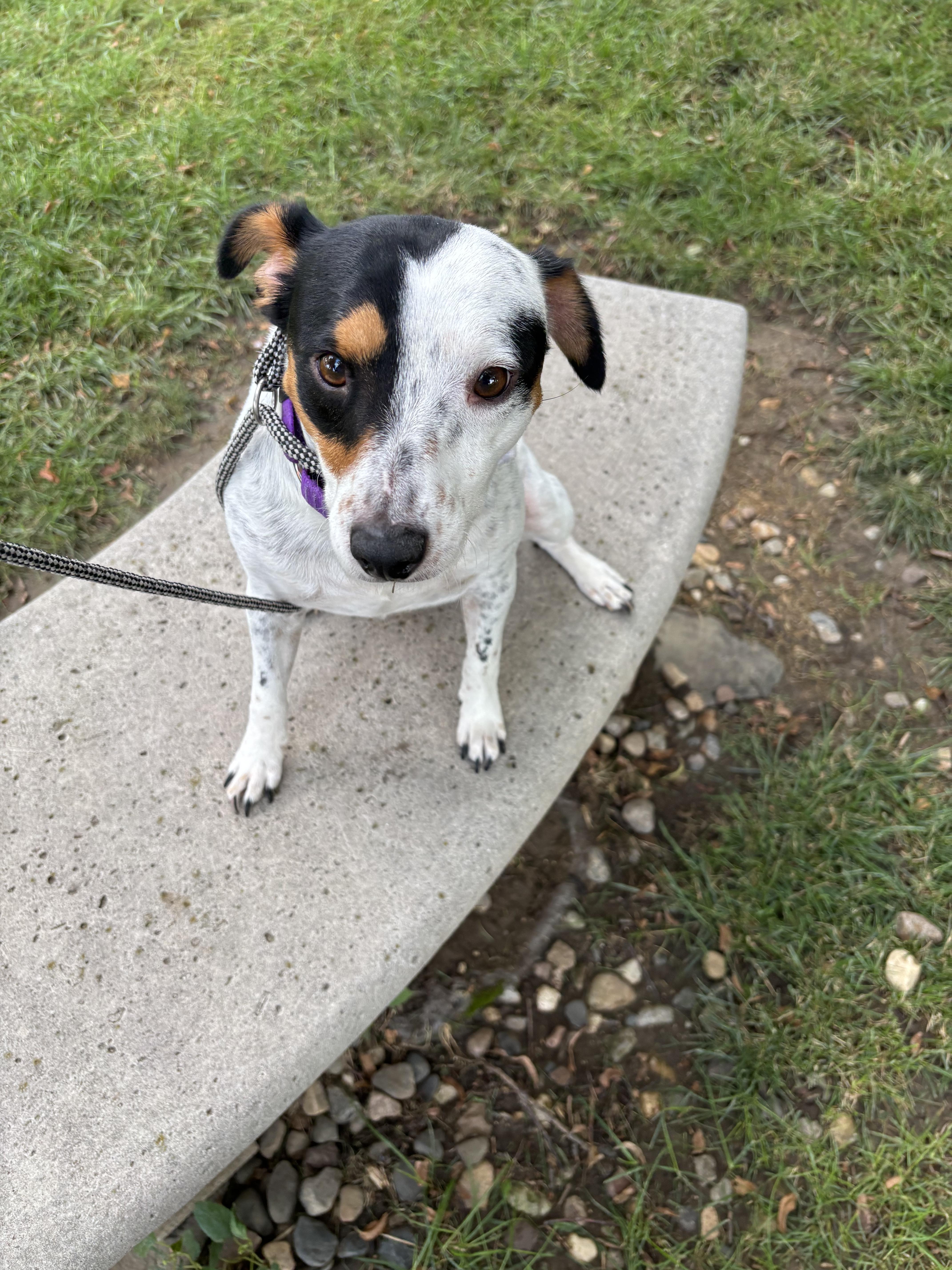An adult medium-sized male Tricolor (Brown, Black, & White) Rat Terrier dog named Milo for adoption in Council Bluffs, IA