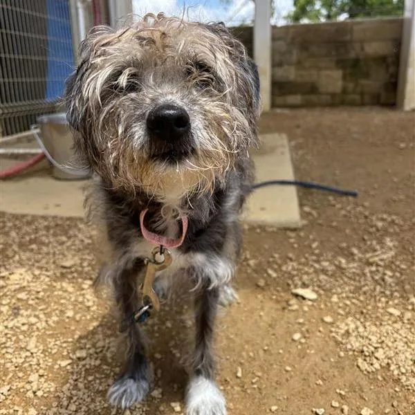 A senior small-sized female White / Cream Mixed Breed dog named Adeline for adoption in Bentonville, AR