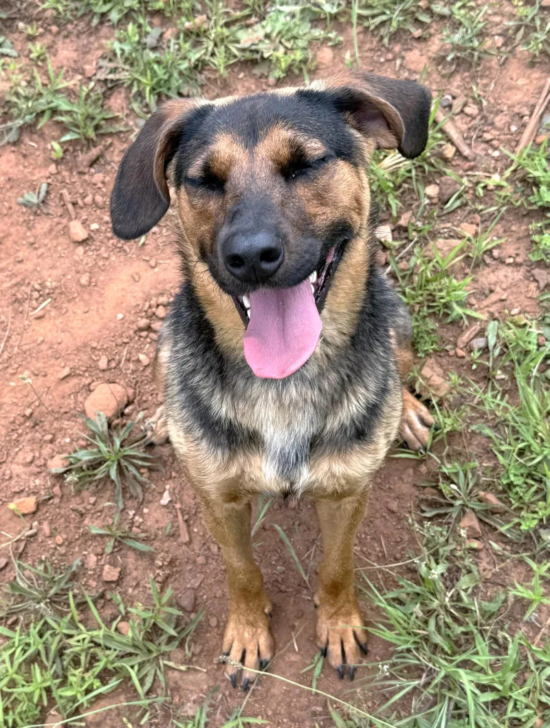A young medium-sized female Hound dog named Isla for adoption in Carrollton, GA
