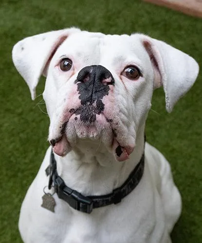 An adult large-sized male White / Cream Boxer dog named Winston for adoption in Encinitas, CA