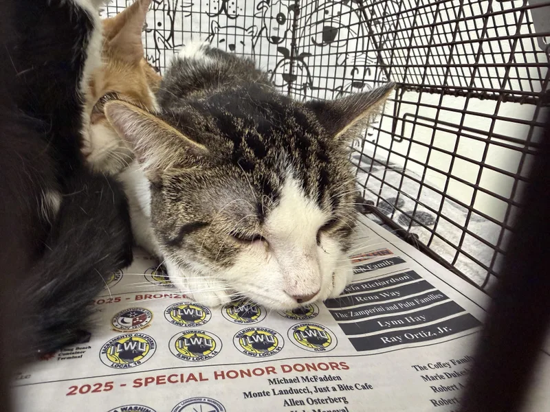 An adult large-sized male Domestic Short Hair cat named Robbi for adoption in San Pedro, CA