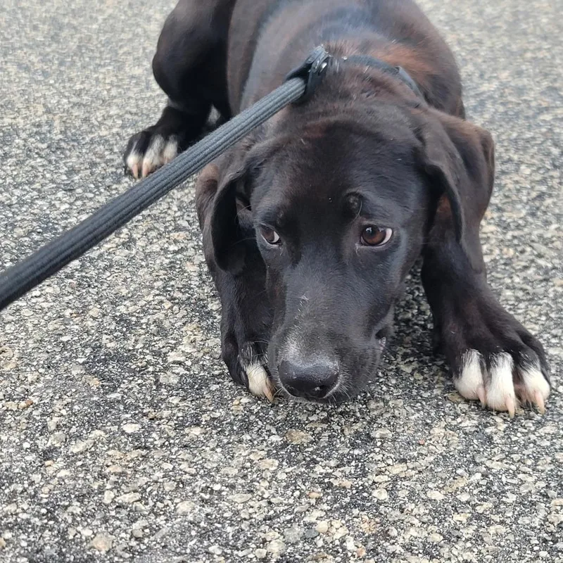 An adult medium-sized male Black Labrador Retriever dog named Lowe for adoption in Smithfield, NC