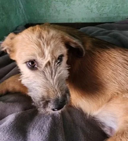 A baby medium-sized male Terrier dog named Finn for adoption in Chatsworth, CA