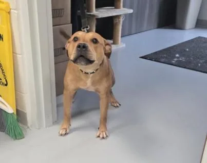 An adult medium-sized male Pit Bull Terrier dog named Bug for adoption in Ocala, FL