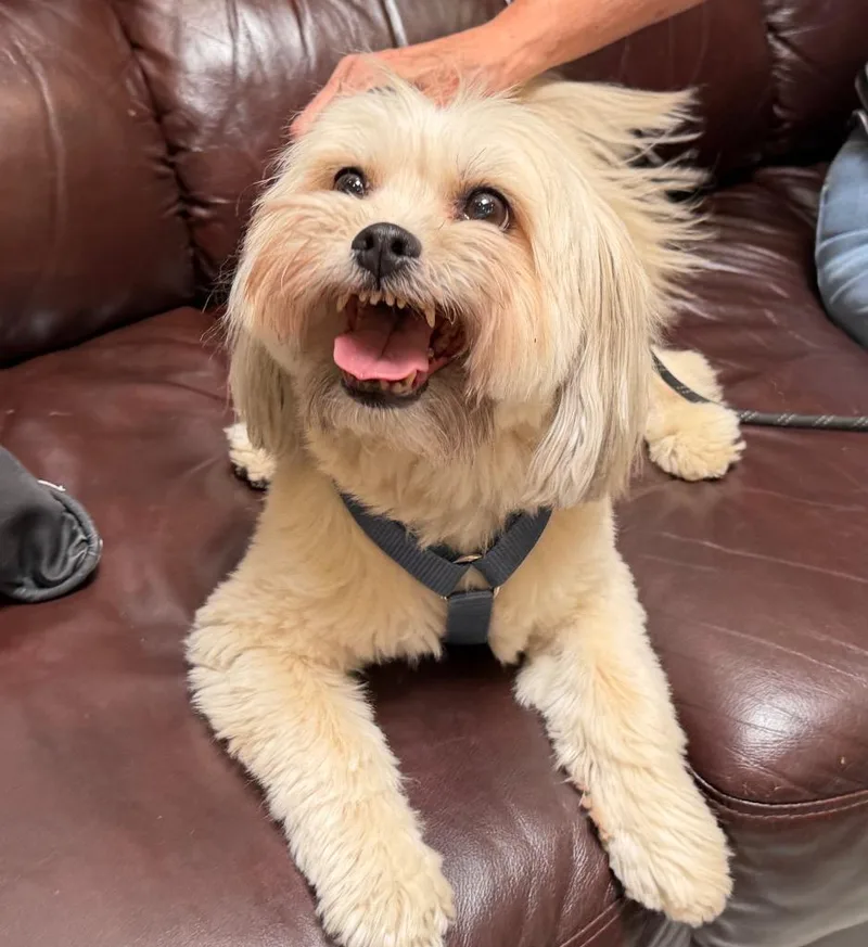 A senior small-sized male Shih Tzu dog named Bear for adoption in Columbia, IL