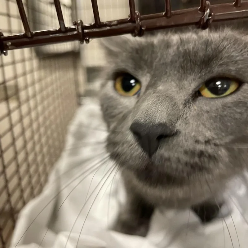 An adult medium-sized female Gray / Blue / Silver Domestic Short Hair cat named Irenka for adoption in Chicago, IL