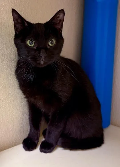 An adult small-sized female Domestic Short Hair cat named Ari for adoption in Verona, WI
