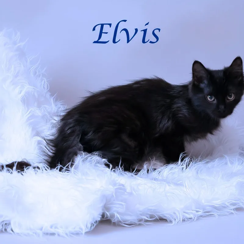 Elvis C thumbnail 2