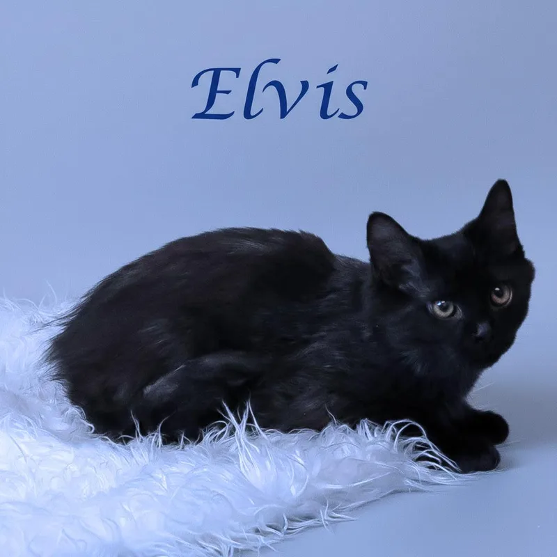 Elvis C thumbnail 3