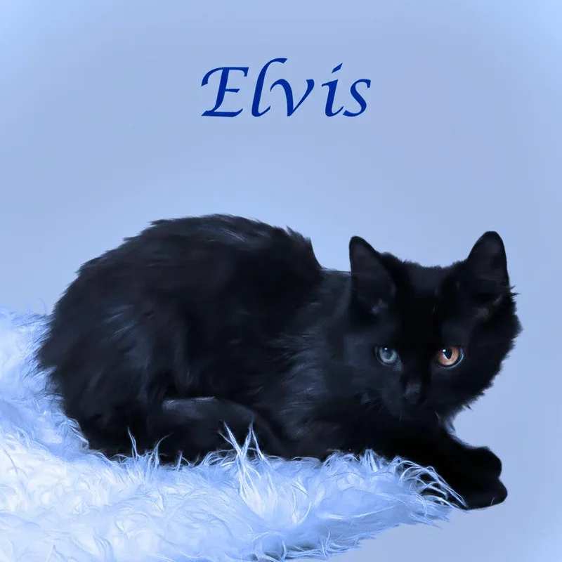 Elvis C thumbnail 4
