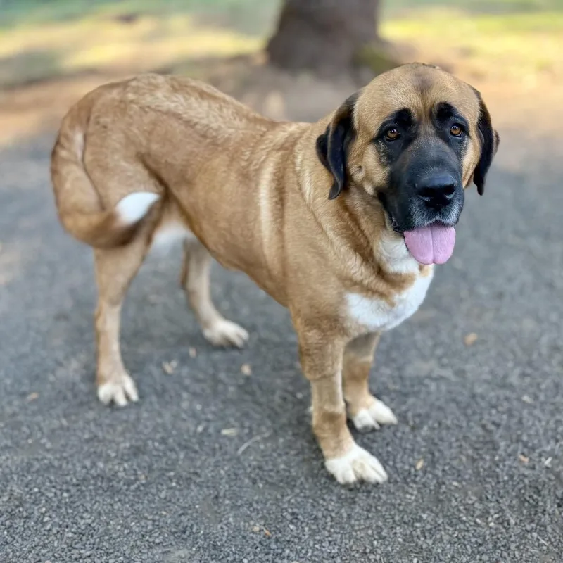 An adult large-sized female Brown / Chocolate Saint Bernard dog named Lady Mae for adoption in Salem, OR