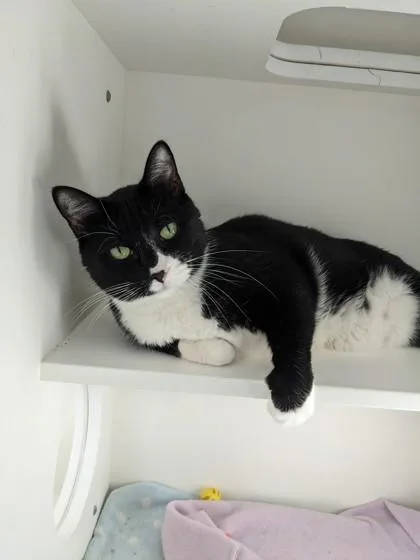 An adult large-sized male Black & White / Tuxedo Domestic Short Hair cat named Jack for adoption in Salem, NH