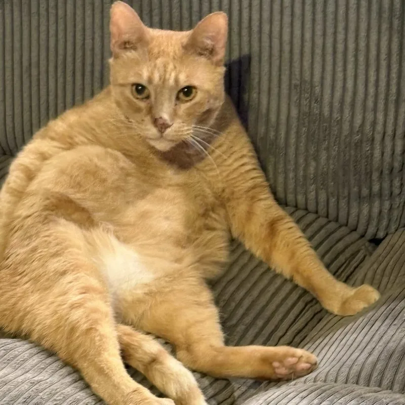 A senior large-sized male Domestic Short Hair cat named Jar Jar Binks for adoption in Tulsa, OK