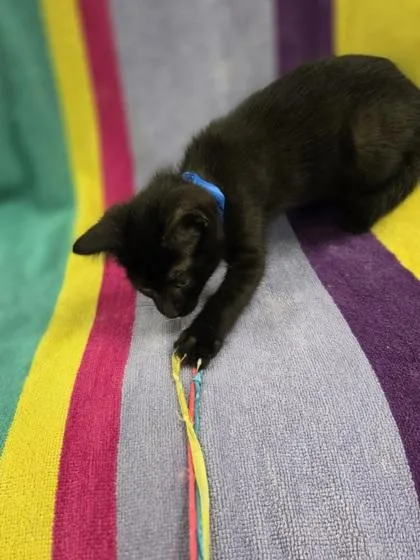 A baby small-sized male Domestic Short Hair cat named Doctor Donut for adoption in Westland, MI