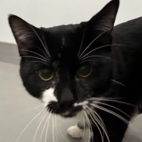 A young small-sized male Domestic Short Hair cat named Kenny for adoption in Des Moines, IA