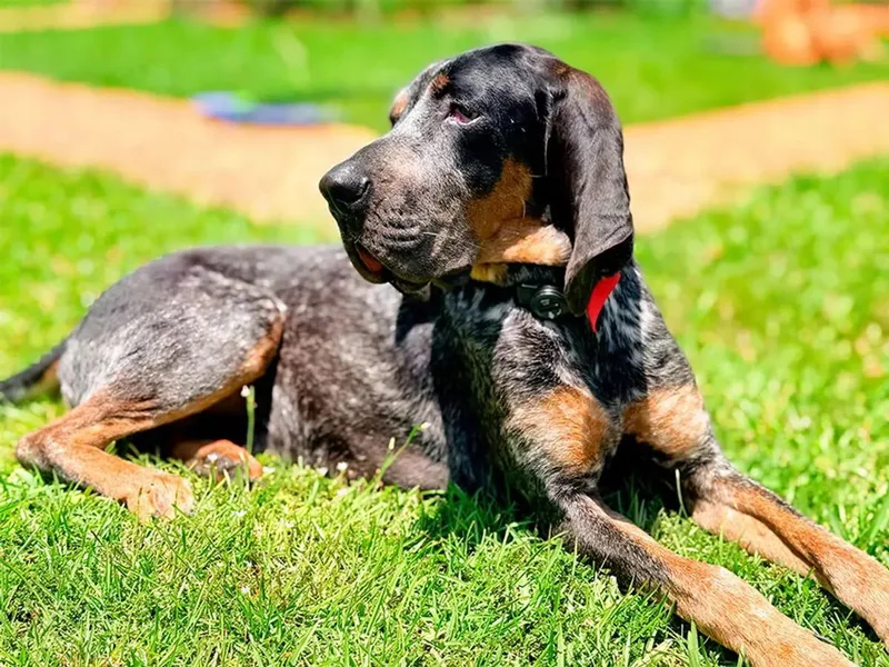 A young large-sized male Bluetick Coonhound dog named Gideon for adoption in Leawood, KS
