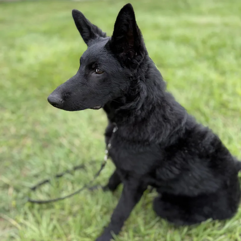 A young large-sized female Black German Shepherd Dog dog named Sora for adoption in Delray Beach, FL