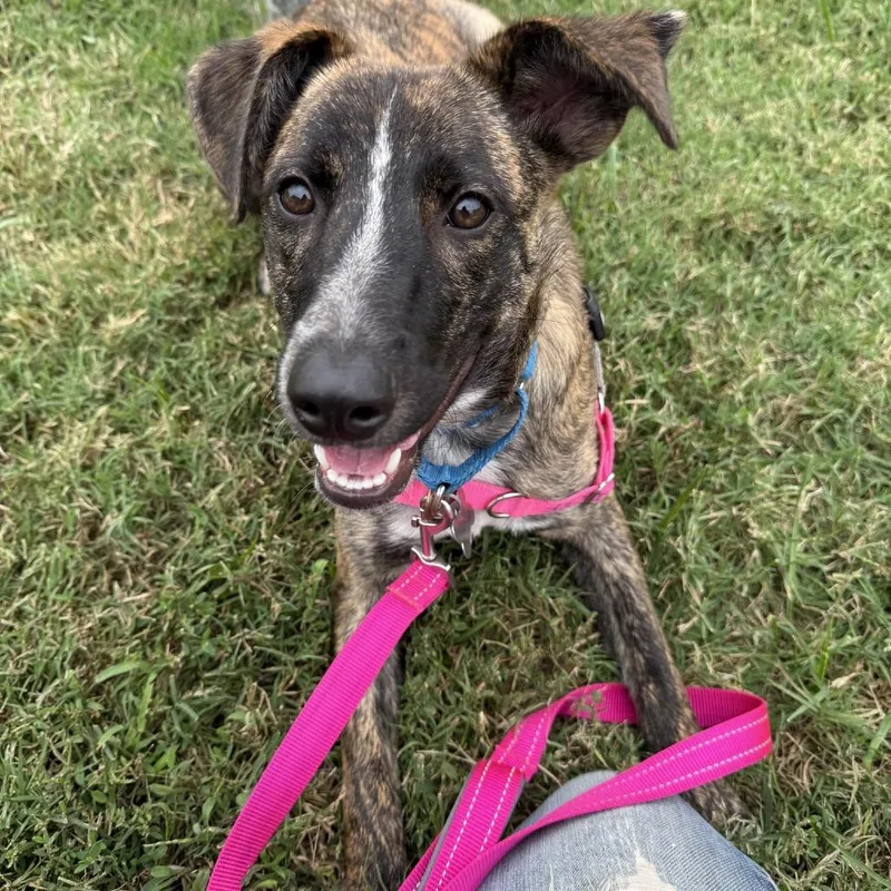A young small-sized male Brindle Cattle Dog dog named Amber Pup: Ringo for adoption in Falls Church, VA