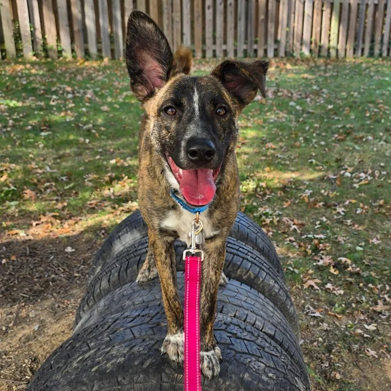 Amber Pup: Ringo thumbnail 2