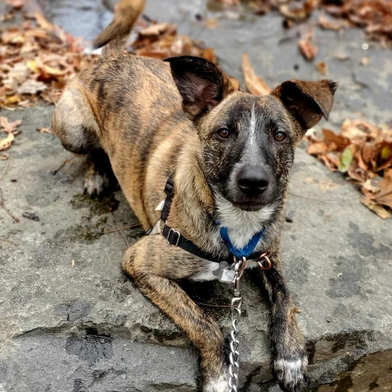 Amber Pup: Ringo thumbnail 4