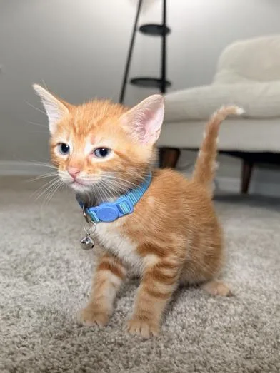 A baby small-sized male Tabby (Orange / Red) Domestic Short Hair cat named Tigger for adoption in Liverpool, TX