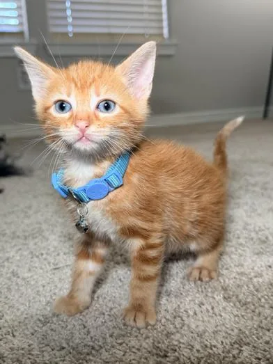 Tigger thumbnail 4