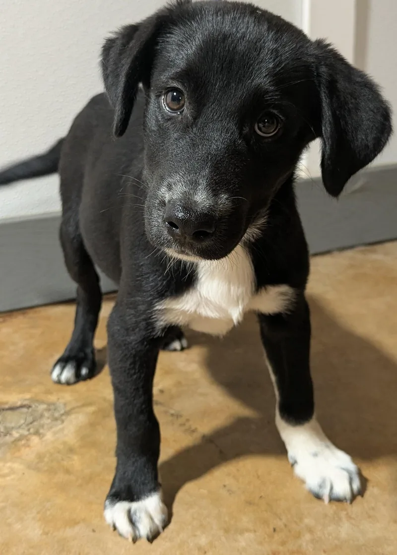 A baby medium-sized male German Shepherd Dog dog named Loki for adoption in Jackson, GA