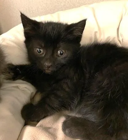 A young small-sized female Domestic Short Hair cat named Muana for adoption in Quakertown, PA