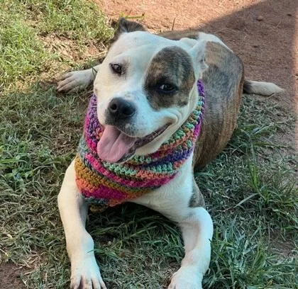 An adult medium-sized female Mixed Breed dog named Ruthie $ for adoption in Seneca, SC
