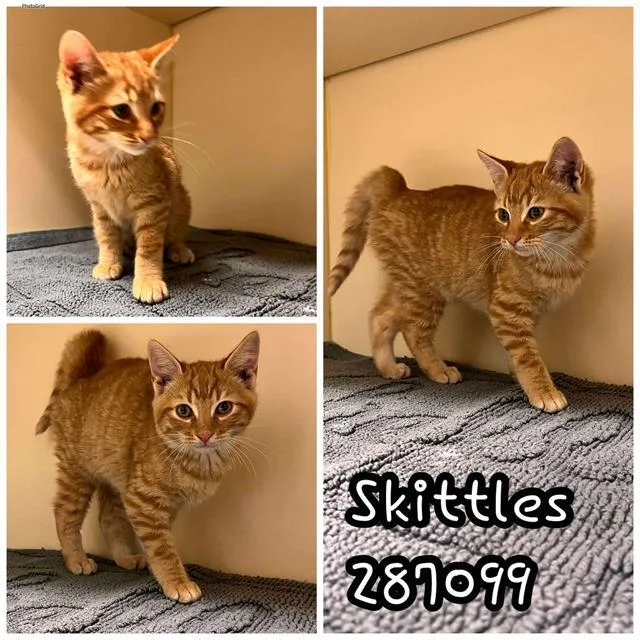 A young small-sized male Domestic Short Hair cat named Skittles for adoption in Macon, GA