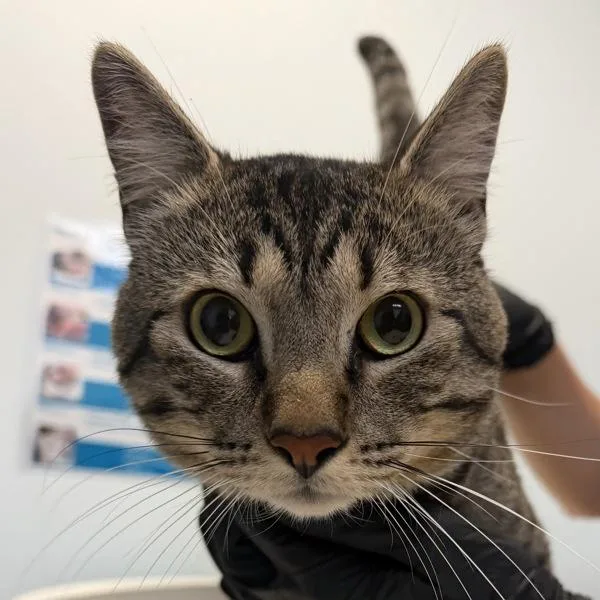An adult medium-sized male Domestic Short Hair cat named Thunder for adoption in El Cajon, CA